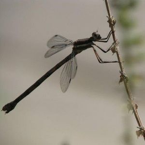 Meet your Posher, Robin